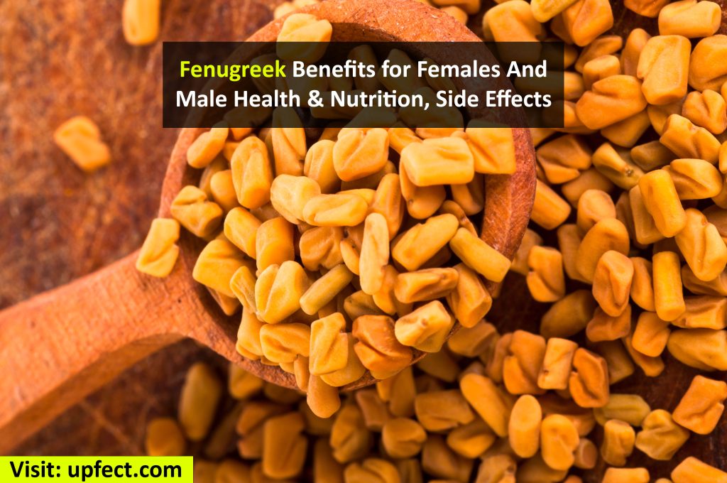 Fenugreek Benefits for Females &Male Health, Nutrition, Side Effects