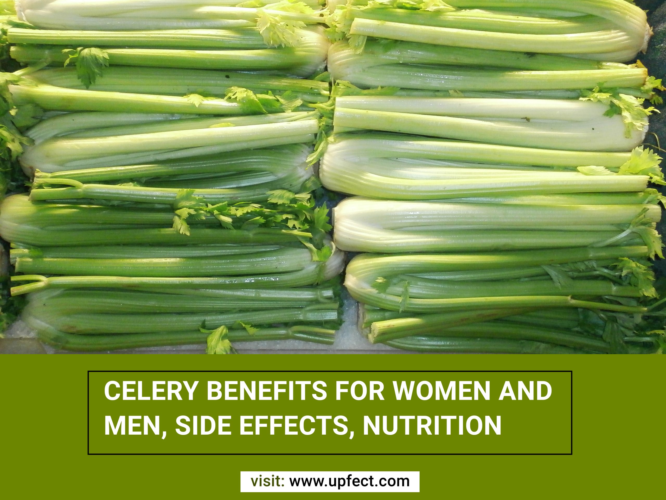 Celery Benefits For Women