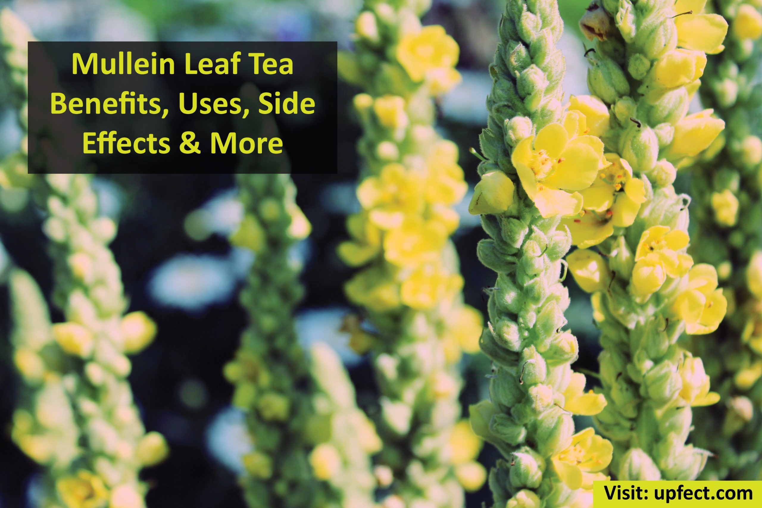 Mullein Leaf Tea Benefits