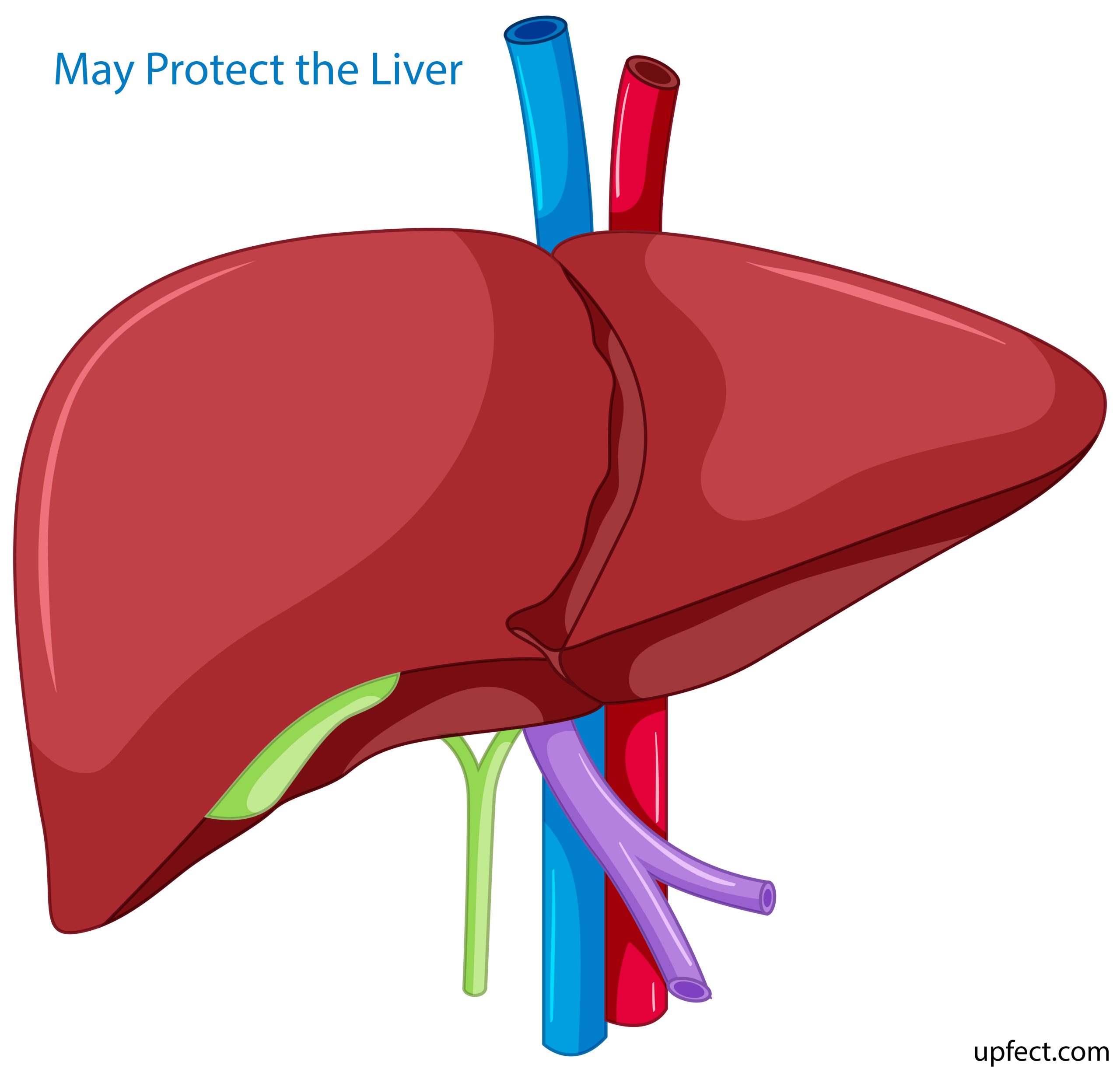May Protect the Liver