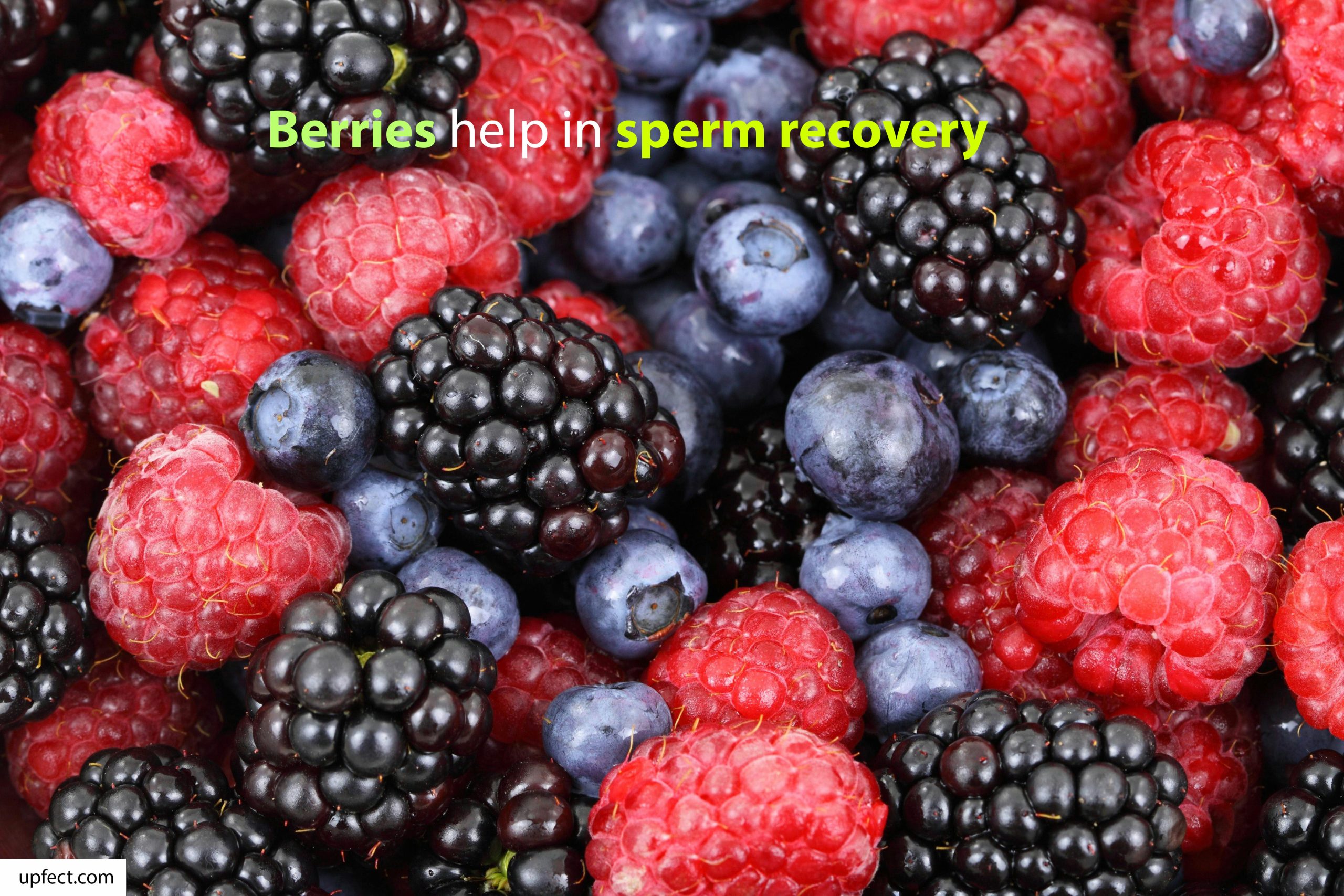 Berries for Sperm Recovery