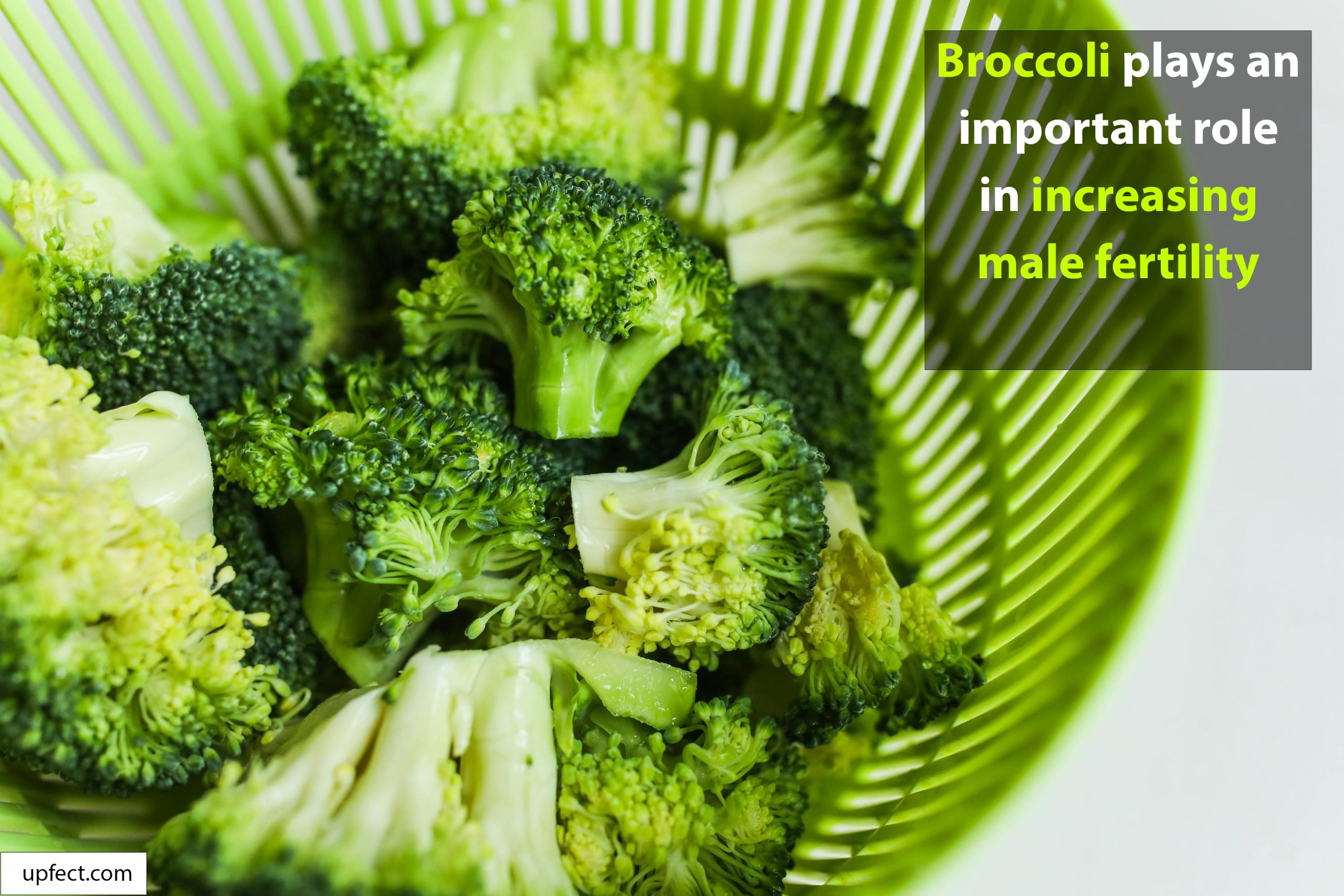 Broccoli is the Best Food for Sperm Recovery