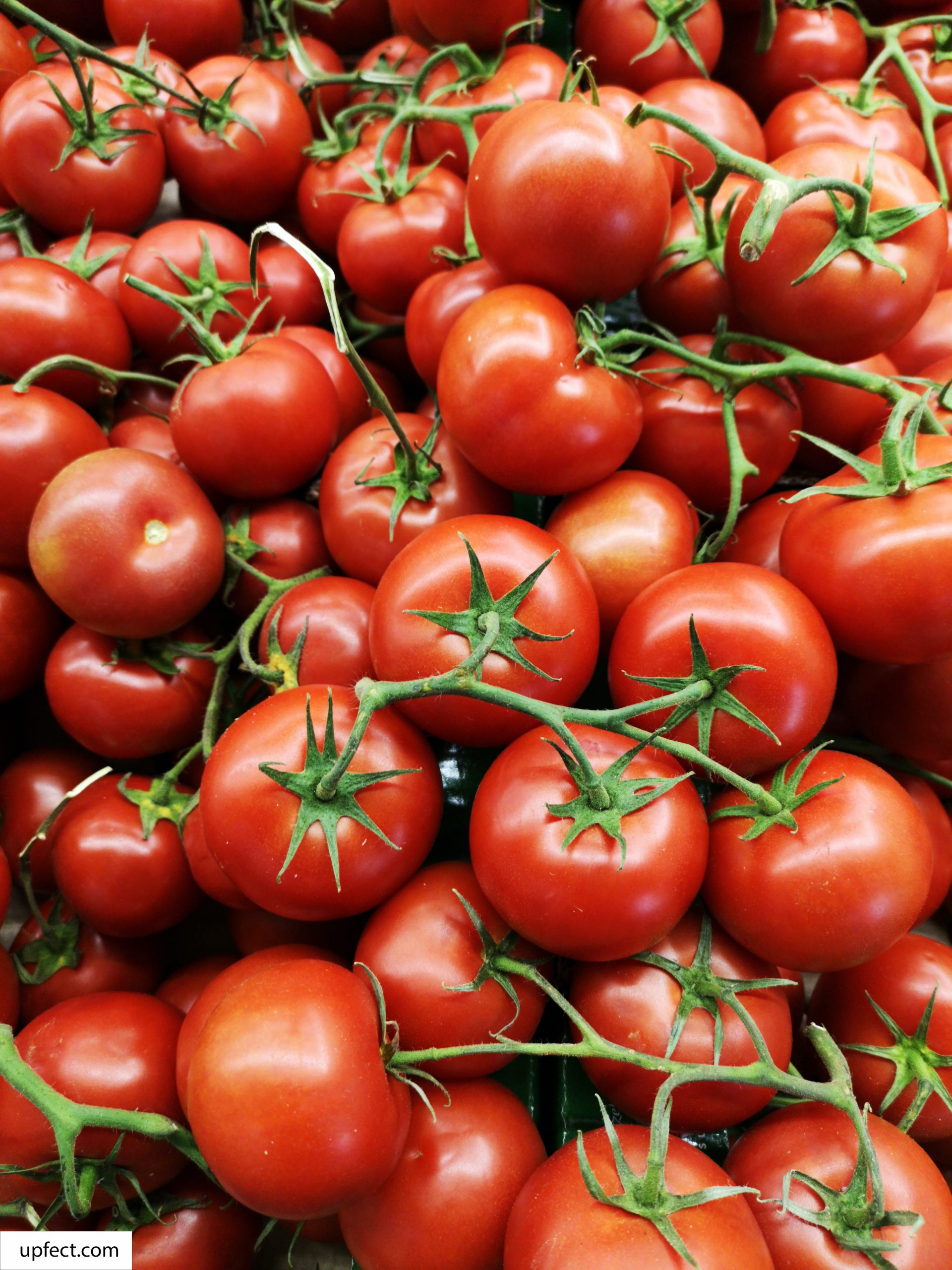 Tomatoes is the Best Food for Sperm Recovery