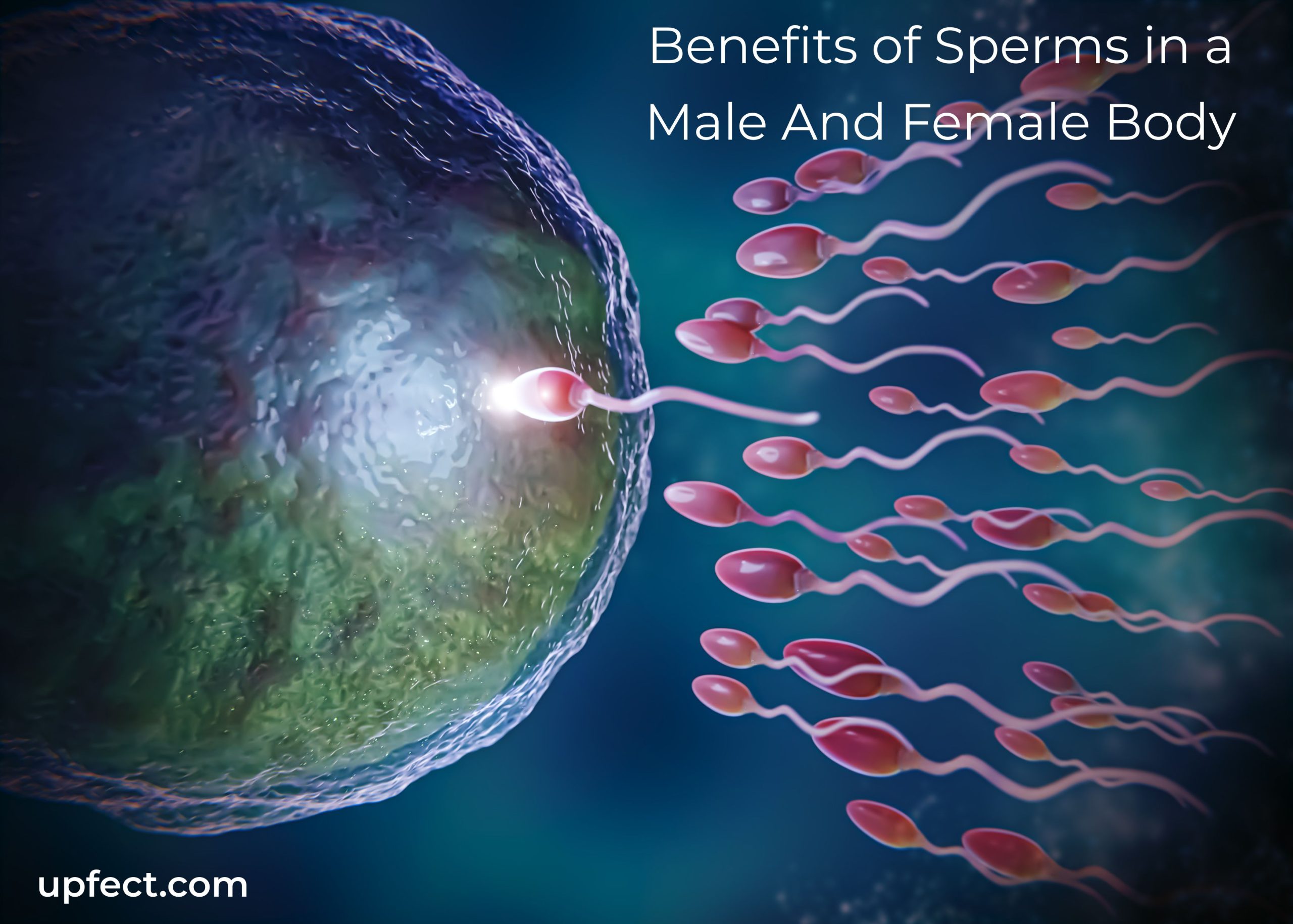 Benefits Of Sperms In A Male And Female Body